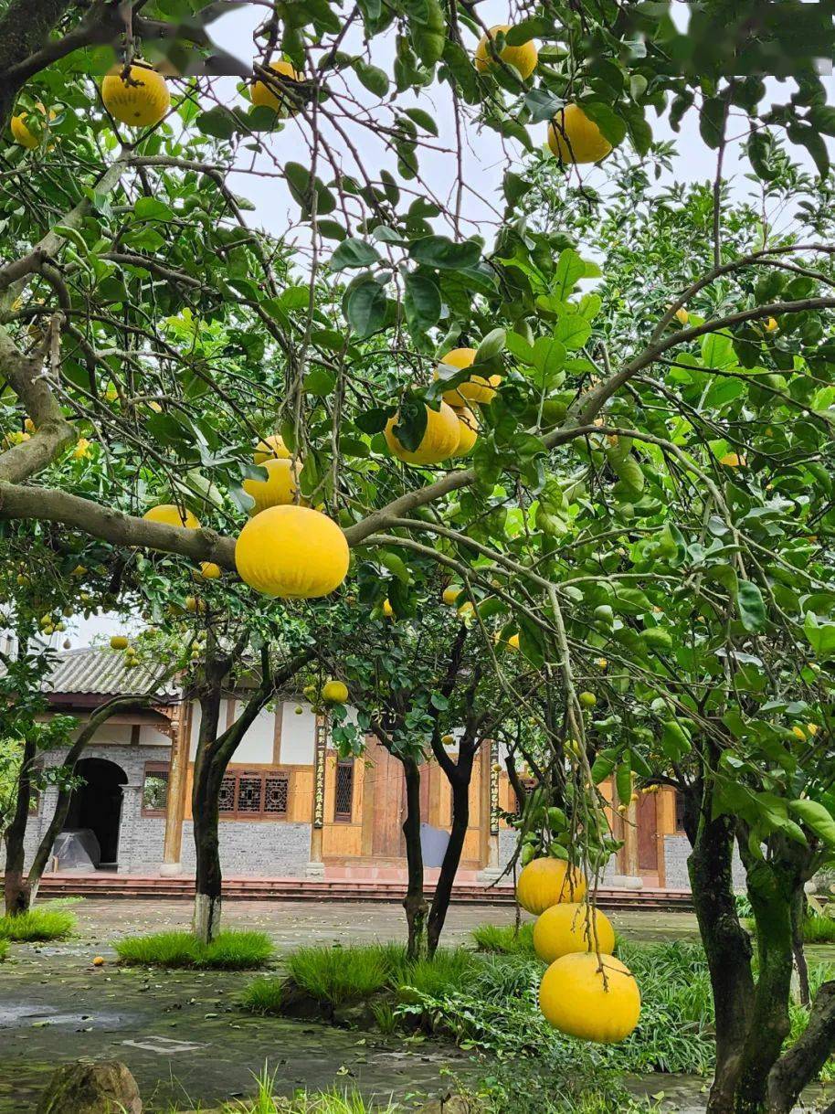 city walk|一口柚香延续百年_张大公馆_柚子_张朴