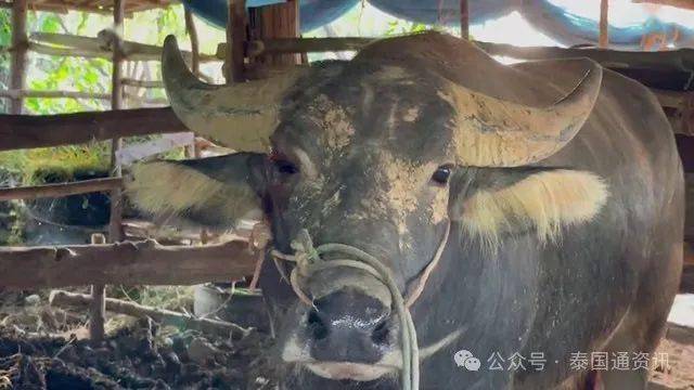 泰国1名养牛男日前带2头雄性水牛去吃草,但它们一见面就打起上来,男子