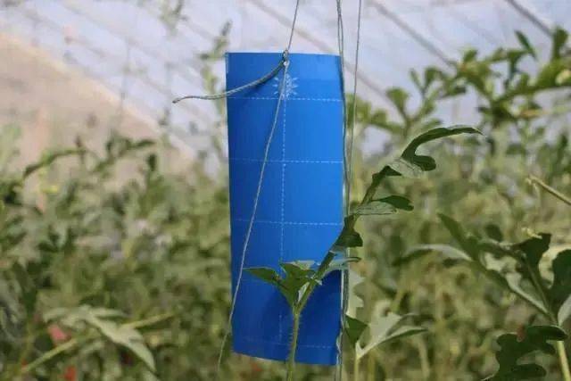 蓟马难打?是因为打不着!_防治_作物_危害