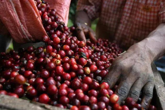 你喝的咖啡,"出卖"了你的生活品质_口味_口感_工艺