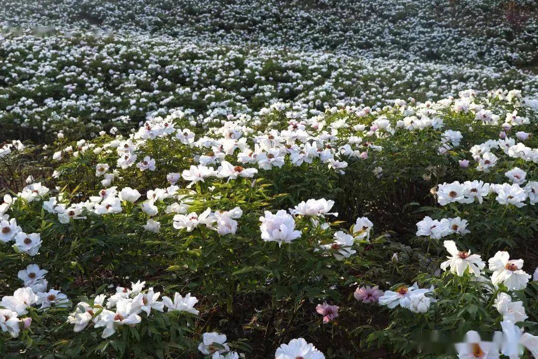 景区门票:免费樱花春天像一位画家描绘着一幅幅山花烂漫图西乡的