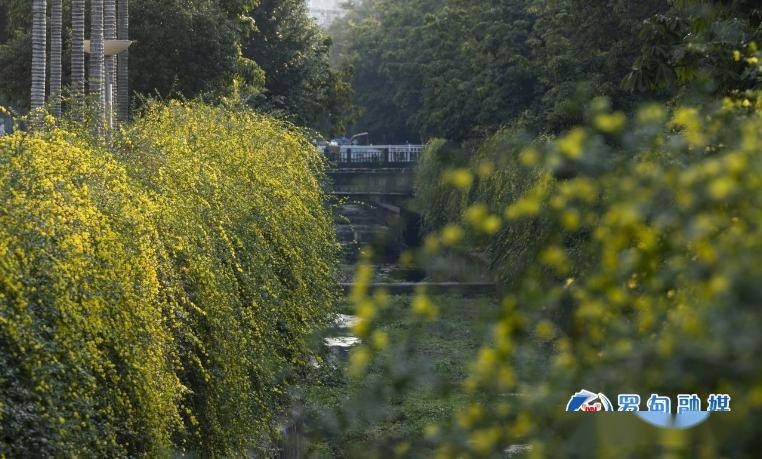 长顺近日,长顺县摆所松岗和鼓扬红岩的油菜花已"闪亮登场".走!