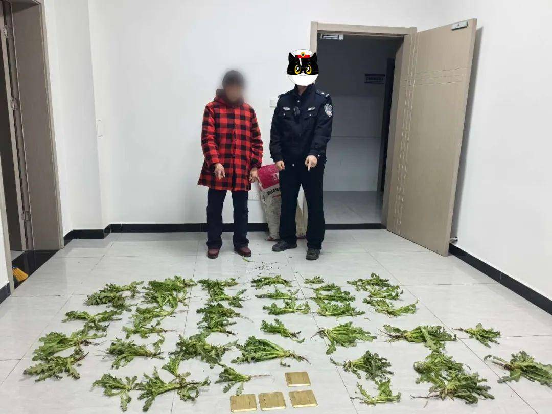 这是罂粟?以为是茼蒿呢!"民警:别狡辩!_种植_李某_毒品