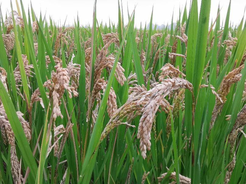 中国科学报》,由稻瘟病菌引起的稻瘟病,严重时可引起水稻减产40%～50%