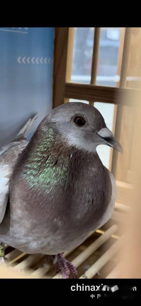 「鸽讯」广东春棚第一场决赛战绩出炉 前十名素颜