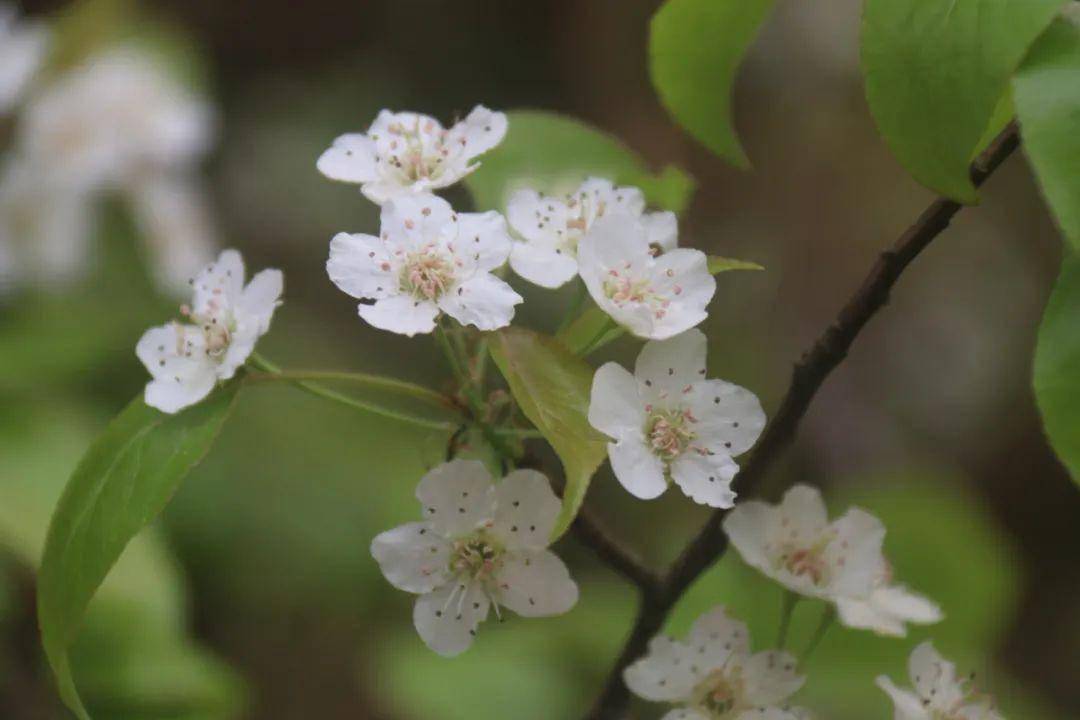 金雀花_棠梨花_美味