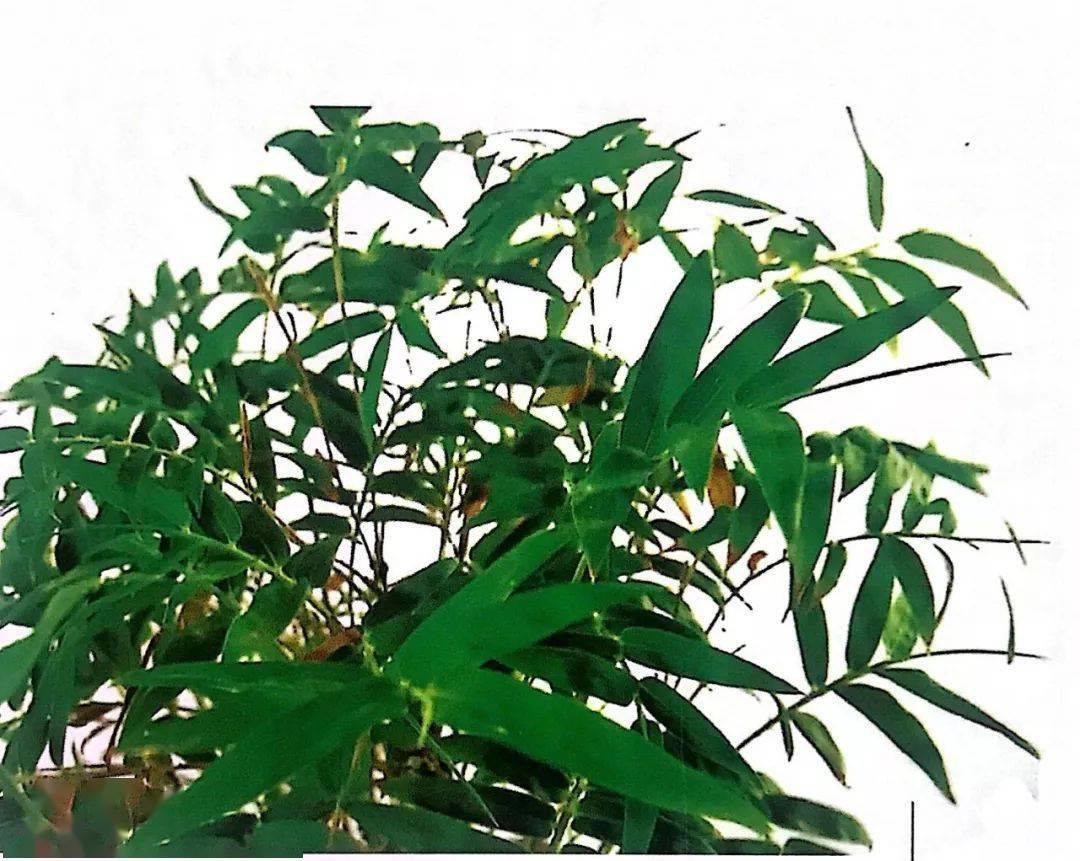 珍藏:推荐三十款微型盆景制作的常用树种,任性玩盆景第一辑!