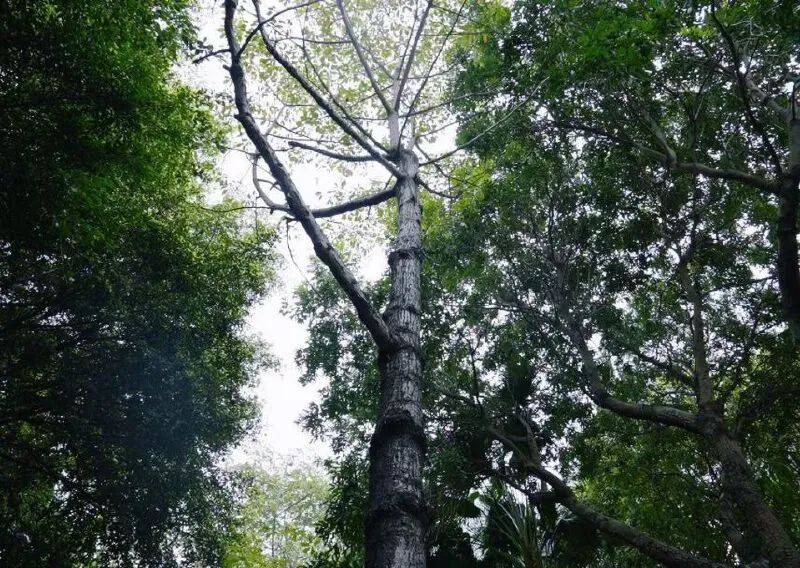 广东疾控重要提醒