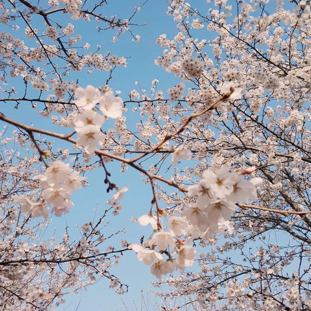 鄢陵春日赏花攻略_地点_公园_旅游区