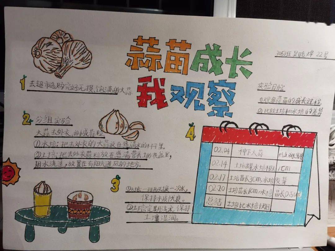 【寒假特色作业】快乐种植之蒜苗成长记——实验小学寒假实践作业展