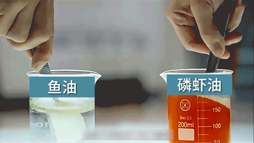 南极_磷虾_廖康