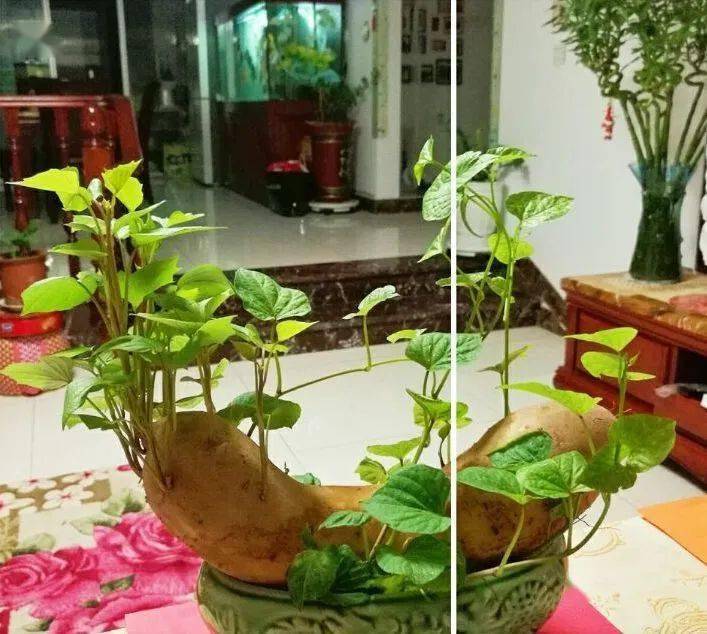 台友会_种植_盆栽