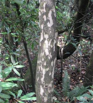 非茶之茶——野坝子与老鹰茶_解毒_云南_孔楠怡