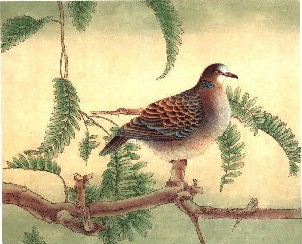 【国画教程】斑鸠的工笔画法教程!_羽毛_步骤_边缘