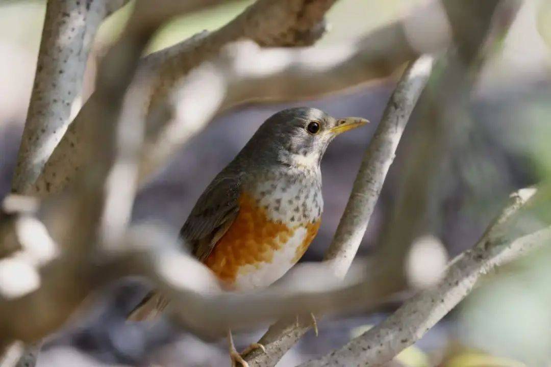 鸟类_周滨_张鑫林