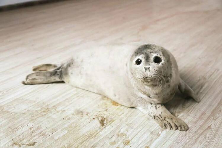 状态良好!盘锦一只搁浅斑海豹宝宝获救