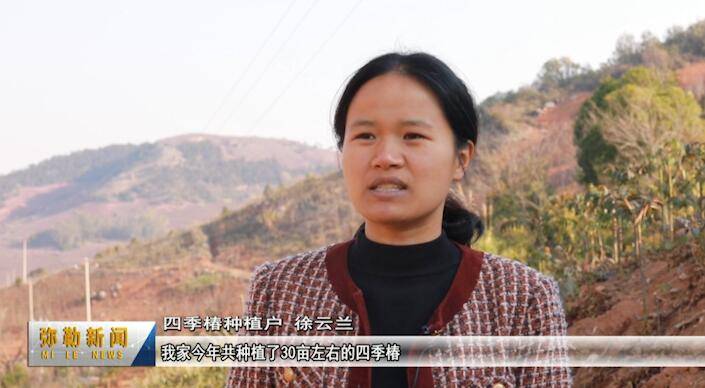 弥勒市竹园镇:"椿"意盎然 香椿产业助农增收_种植_四季_绿水