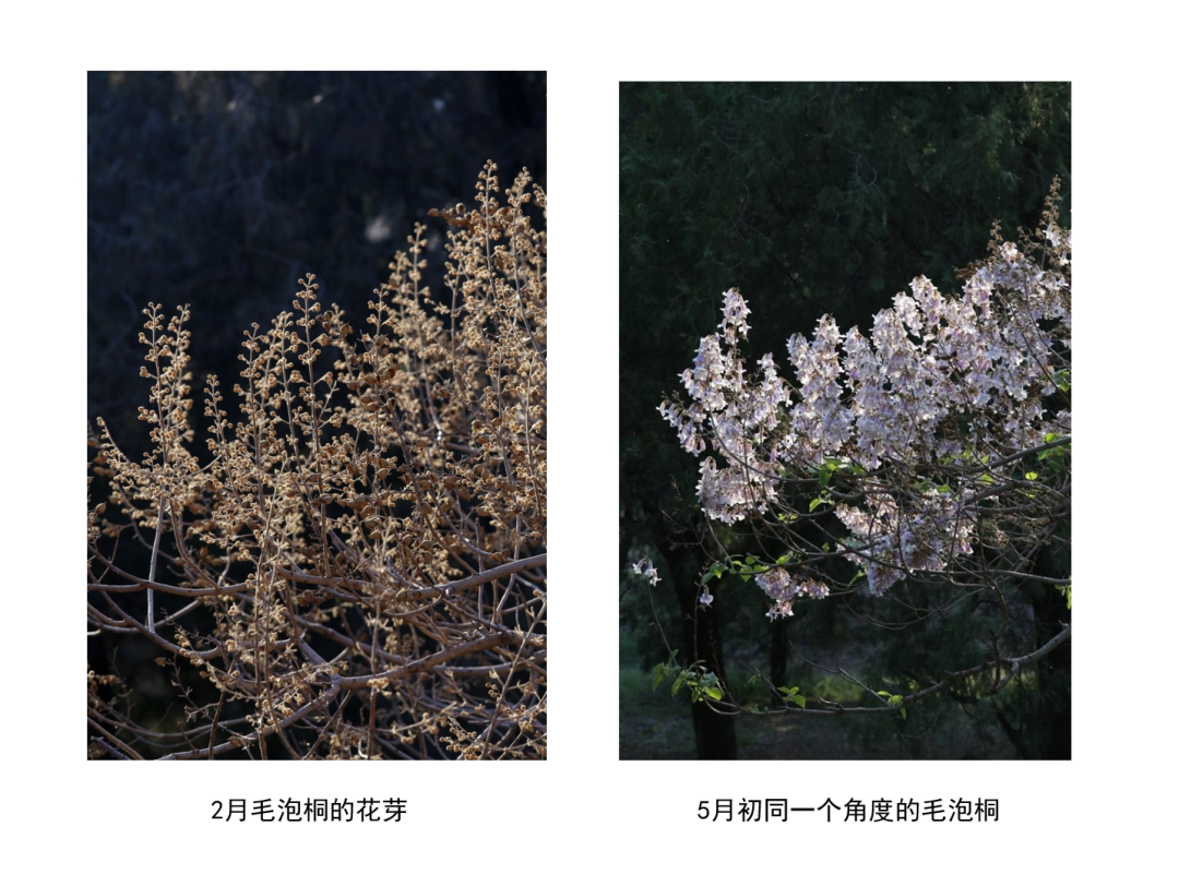 刘华杰_大自然_植物