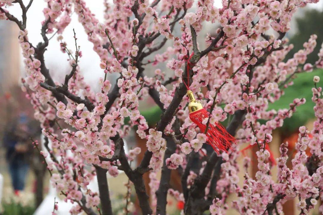 出行攻略看这里_梅花展_游客_虹莘路