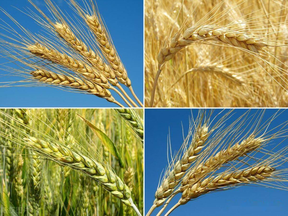 郑麦6694小麦品种简介图片