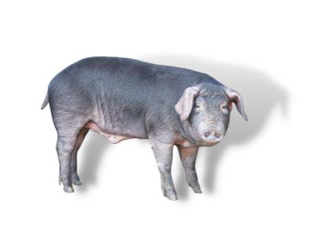 苏太猪是苏太企业在二花脸猪,梅山猪,枫泾猪三个优良太湖猪种基础上