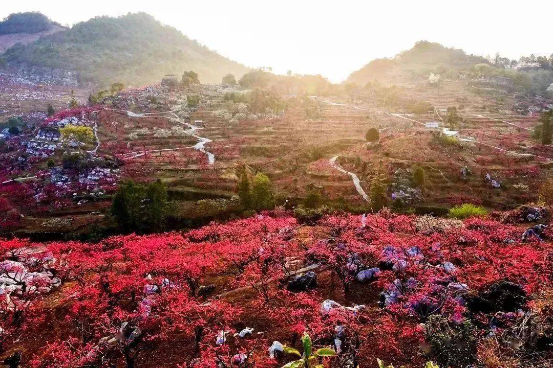 河源哪里有赏花景点图片