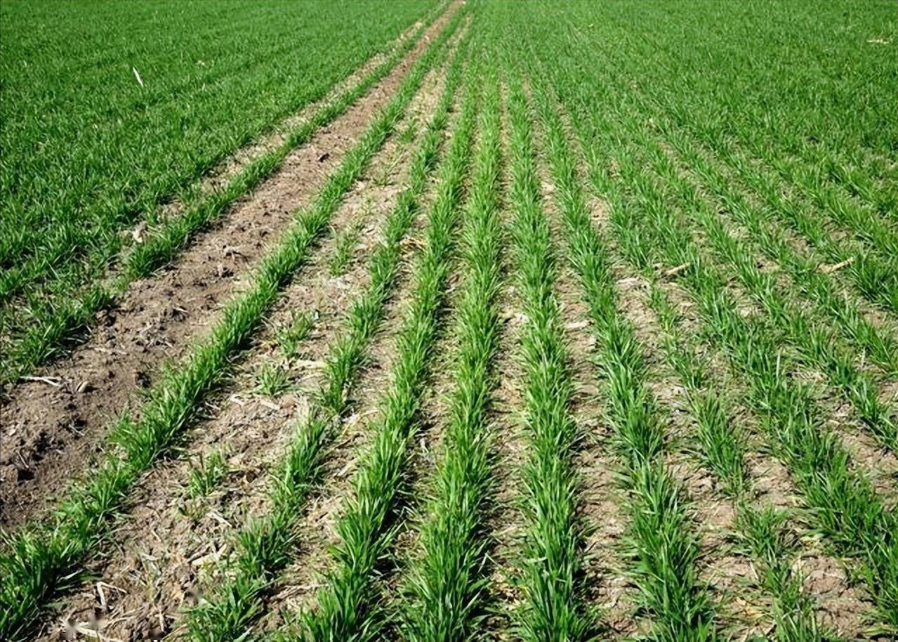 小麦返青期该咋管理?做好这四点很重要!