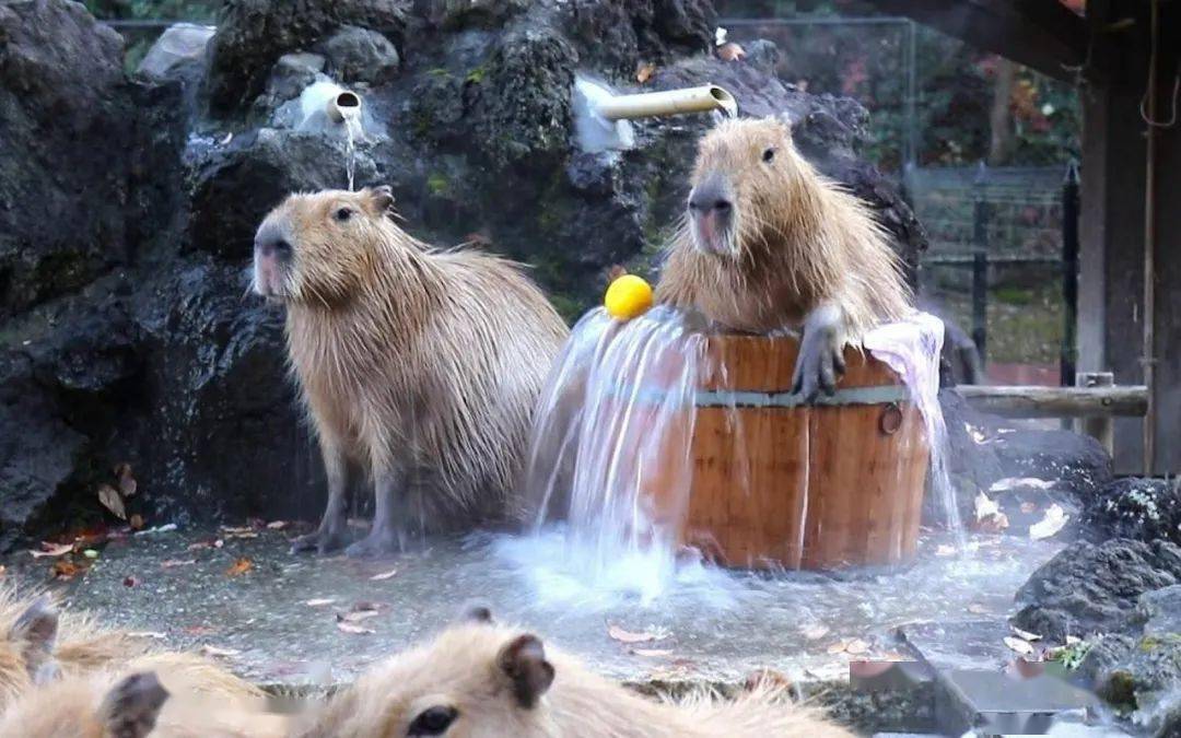 野生动物园_日本_研究