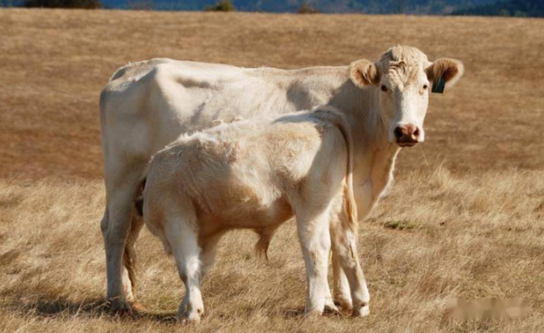 世界十大顶级牛肉 澳洲和牛仅列第四,日本和牛最顶级!