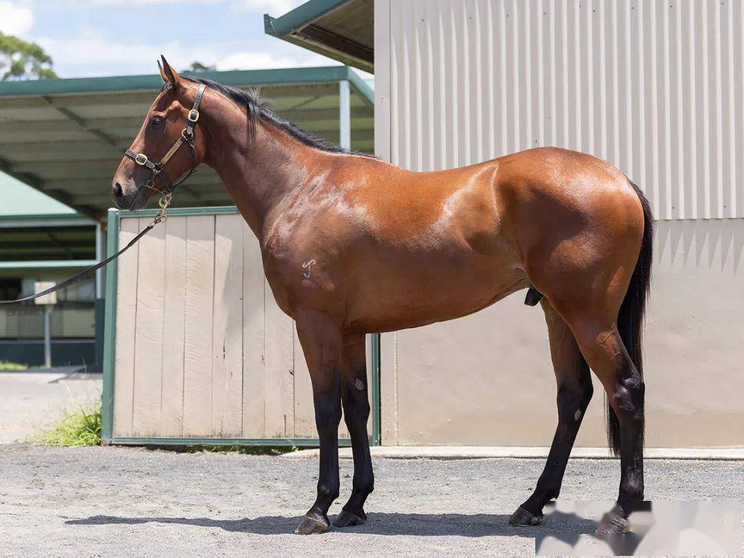 编号10的3岁新西兰马(下图)父系出自per incanto,母系monarch,购入价