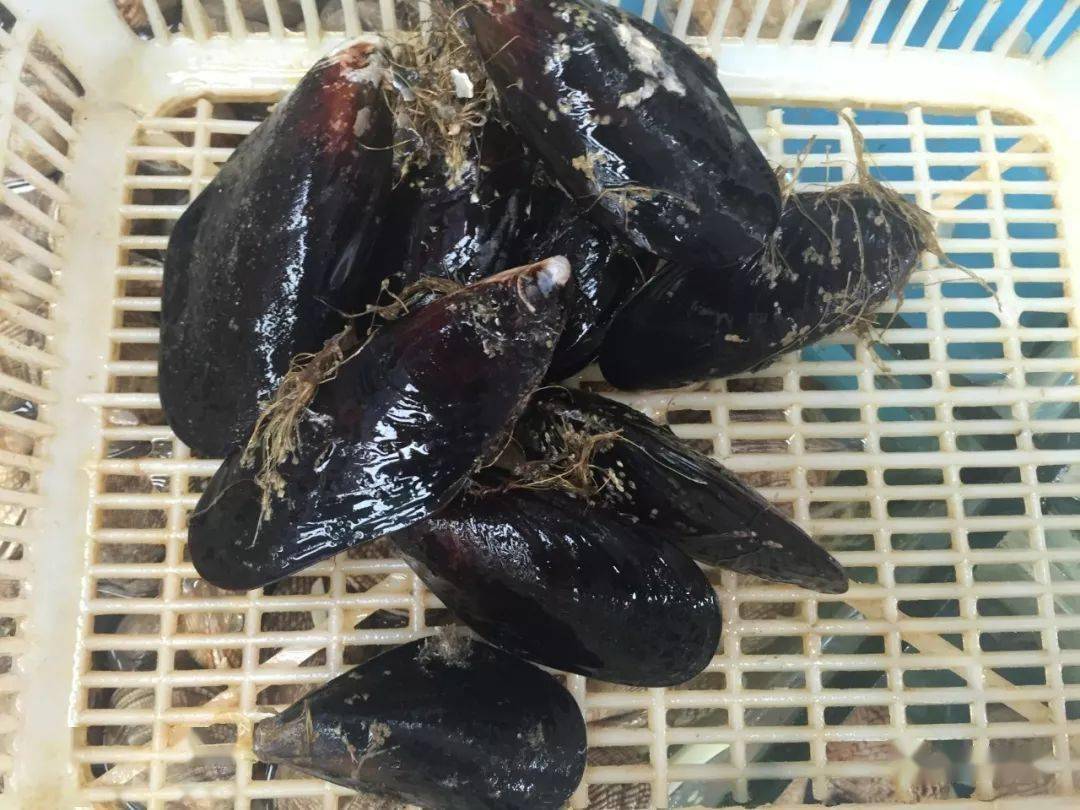 世界顶级"壮阳"海鲜大赏_海参_鲍鱼_食用