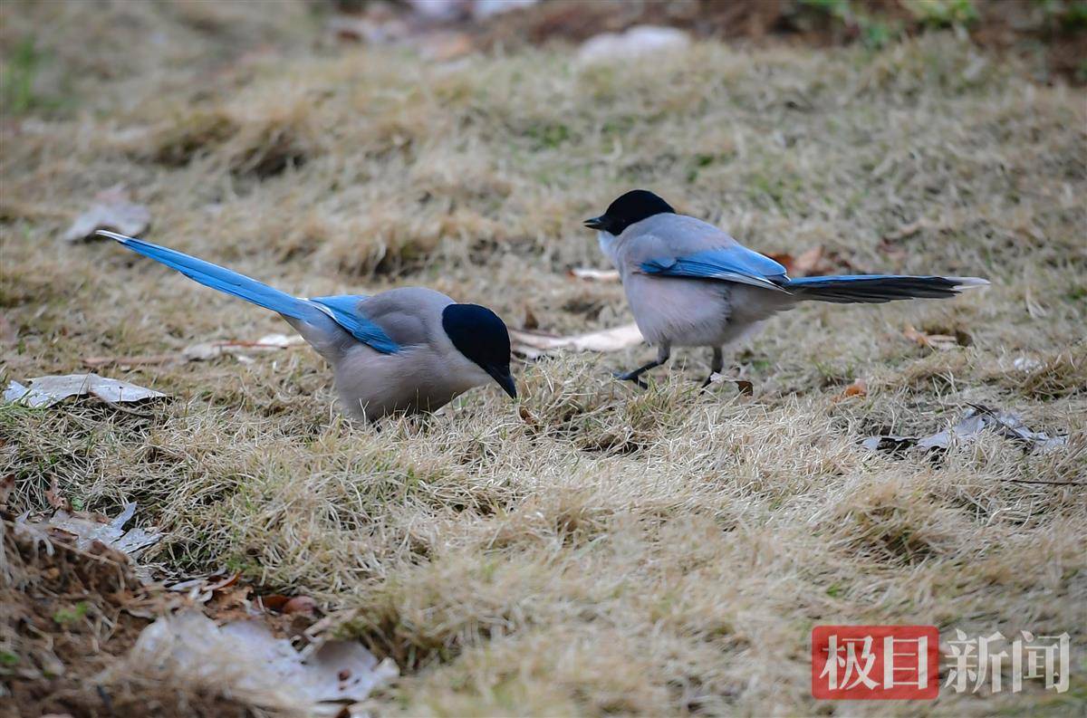 春早鸟先知,沙湖公园绘出"鸟类天堂"画卷_八哥_鸟儿_低头