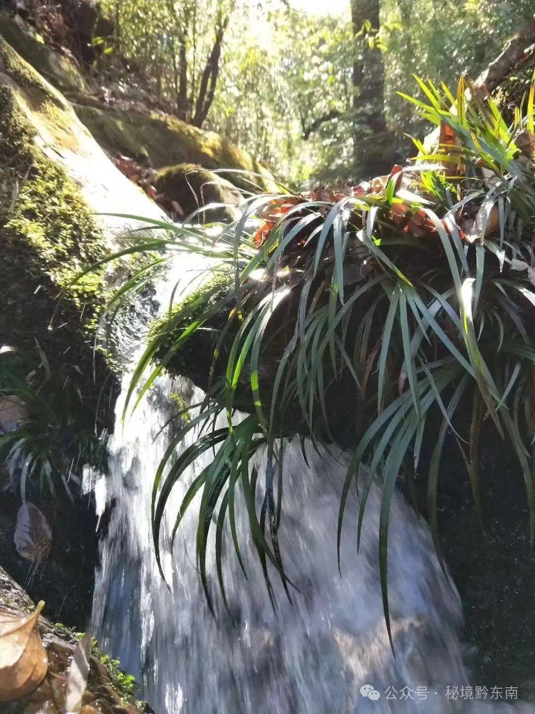 当踏雪一行走出马头山山口,回首仰望耸入云端的马头山雪峰,感叹油然而