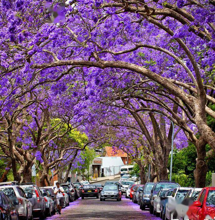 2024洛杉矶赏花指南出炉!_版权_开花_罂粟