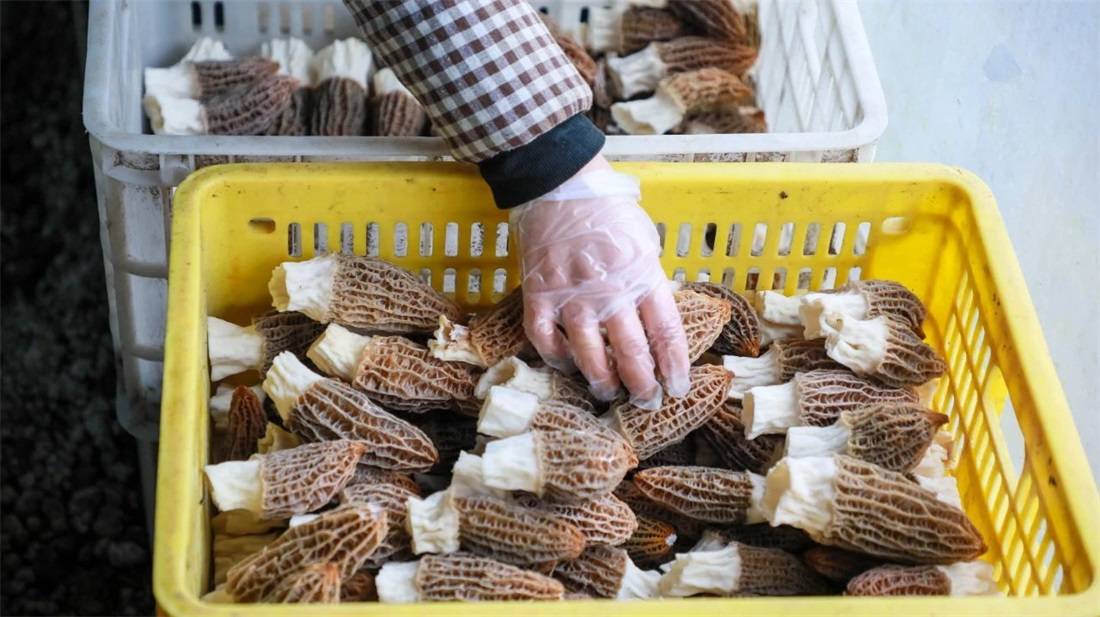 50个大棚羊肚菌,现已正式出菇,不少外地收购商已经准备来上门收购了