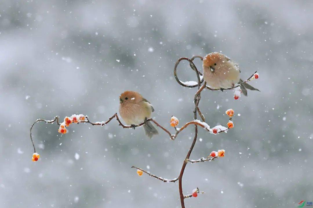 潘若冰:二月杂记_梅花红_生命_北京