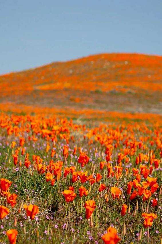 2024洛杉矶赏花指南出炉!_版权_开花_罂粟