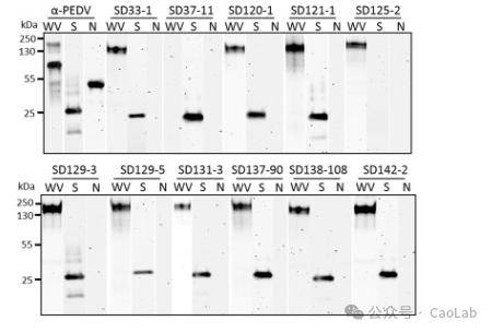 猪流行性腹泻病毒s2糖蛋白亚基含有免疫显性中和表位_mabs_识别_区域