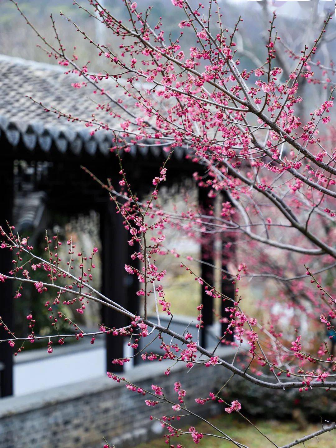 春日盛景 | 汤山梅花绽放,邀您共赏!_泉华路_矿坑_江苏