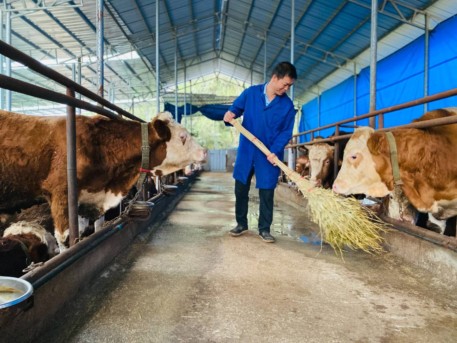 【新春走基层】镇里回来了年轻"兽医"_胡正进_许家坝镇_养殖户