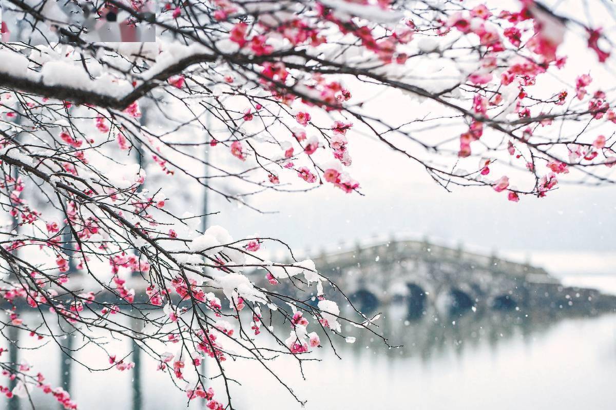 梅花 独步早春的"花魁"_梅果代_植物园_人们