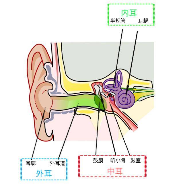 耳朵的结构和功能01那么