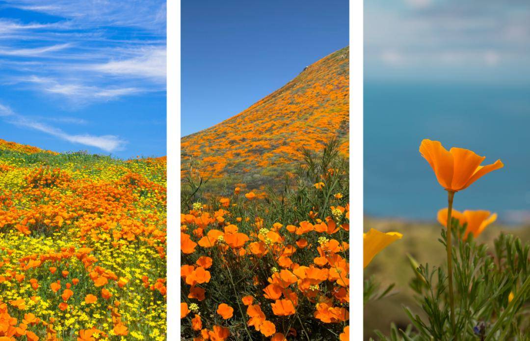 valley poppy reserve04open 9-5pm daily unless posted3370 sunset