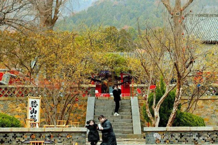 蜡梅花开|走进泰山普照寺,收获初春醉美光景_版权_景区_花朵