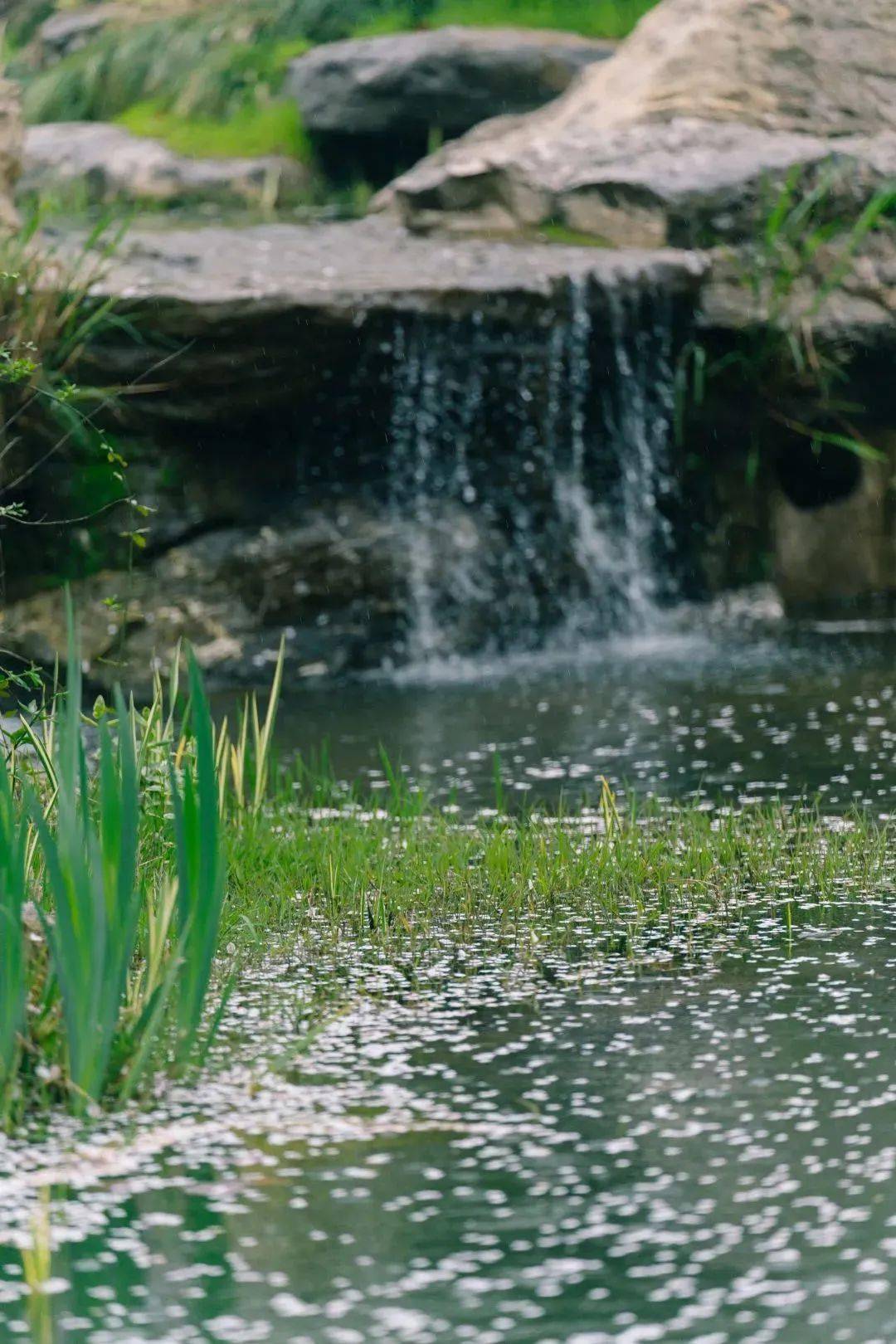 050502拍 雨春意渐浓,绿意渐深面对如此美的雨景谁能忍住不用相机