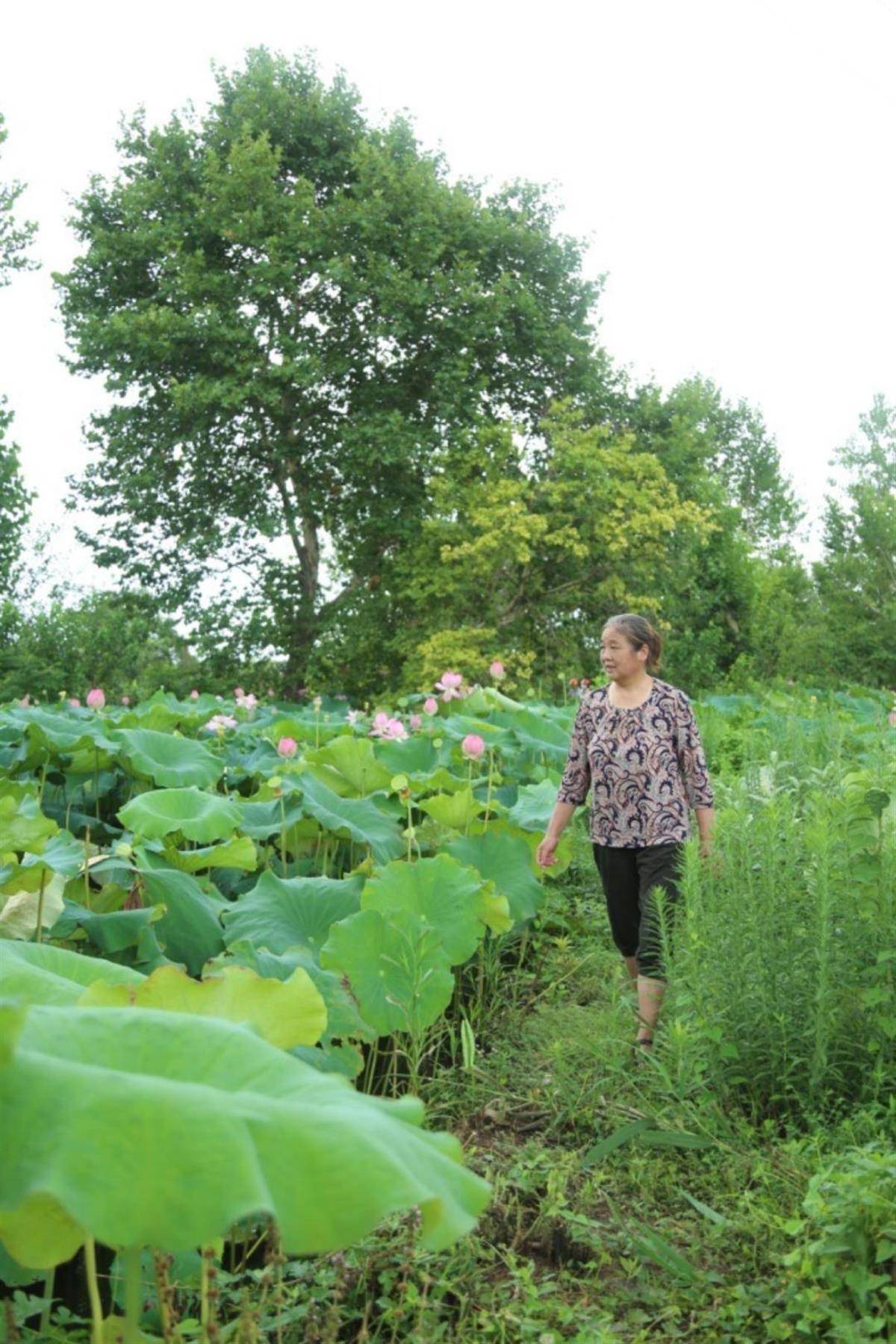 "莲"通致富路,她扎根乡村27年,带领村民种"香"莲_潘保珍_种植_莲蓬