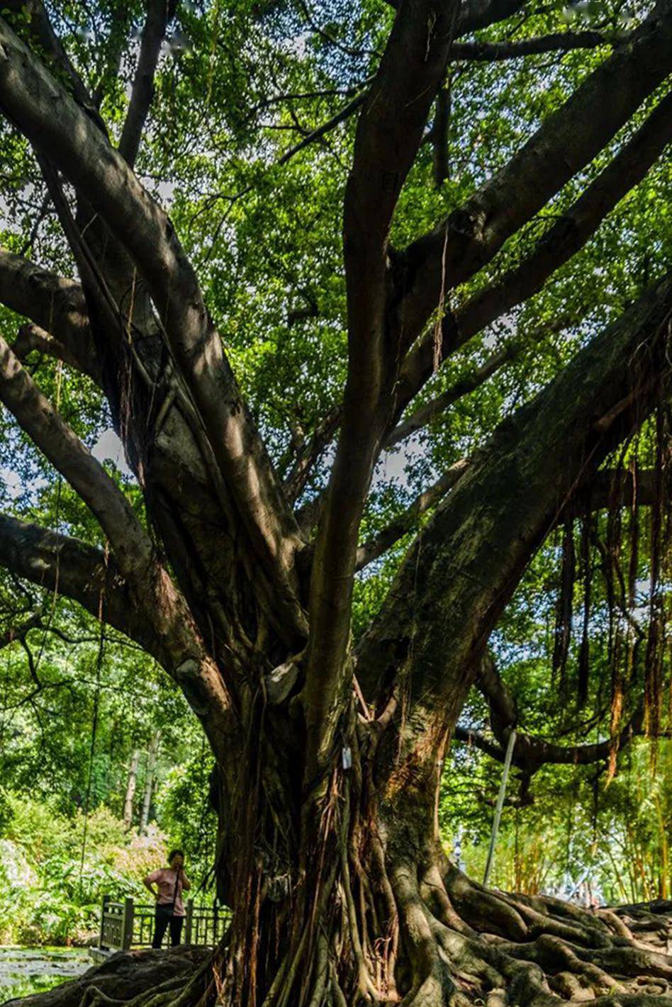 春天的朋友圈这样发→_青少年_树木_成长