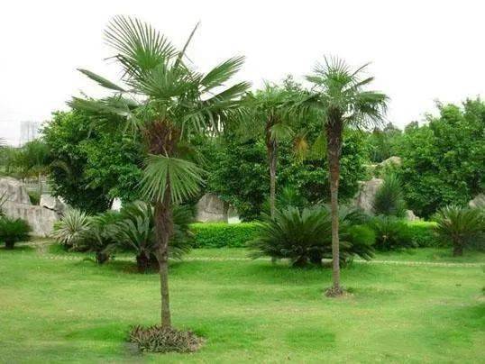 棕榈类植物傻傻分不清楚?看这里!_椰子_世界_种类