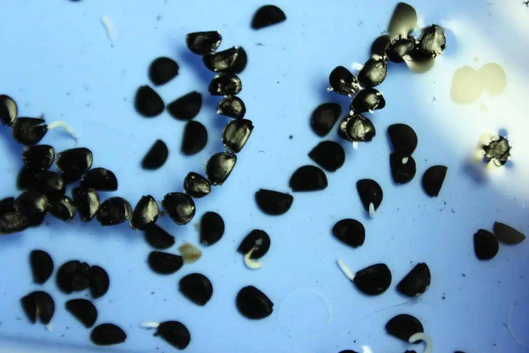 龙舌兰种子很好发芽,只要种子新鲜,约半个月到一个月左右的时间即可