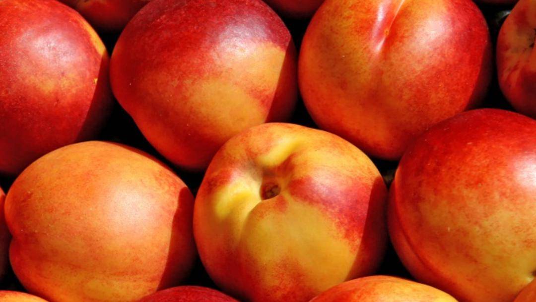 breeders adapted the fruit to thrive in the humid and warm